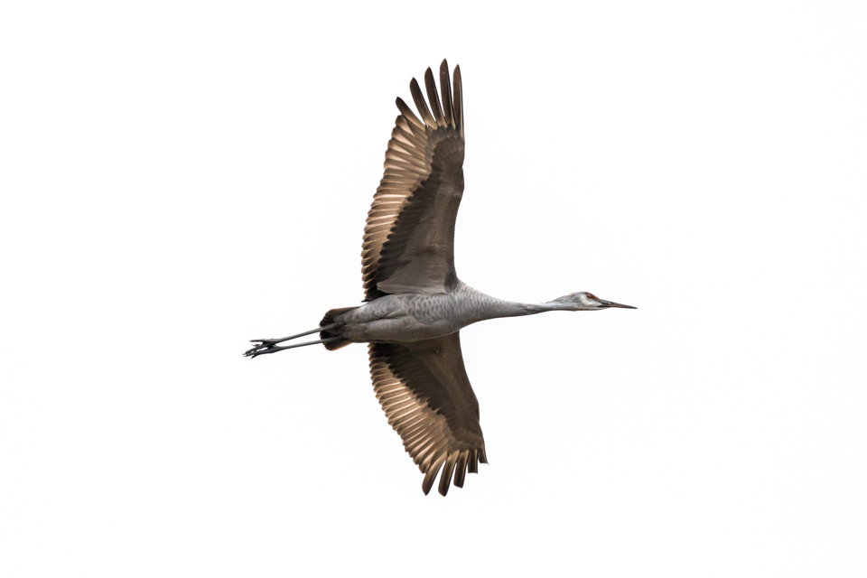Sandhill Cranes at Wheeler NWR